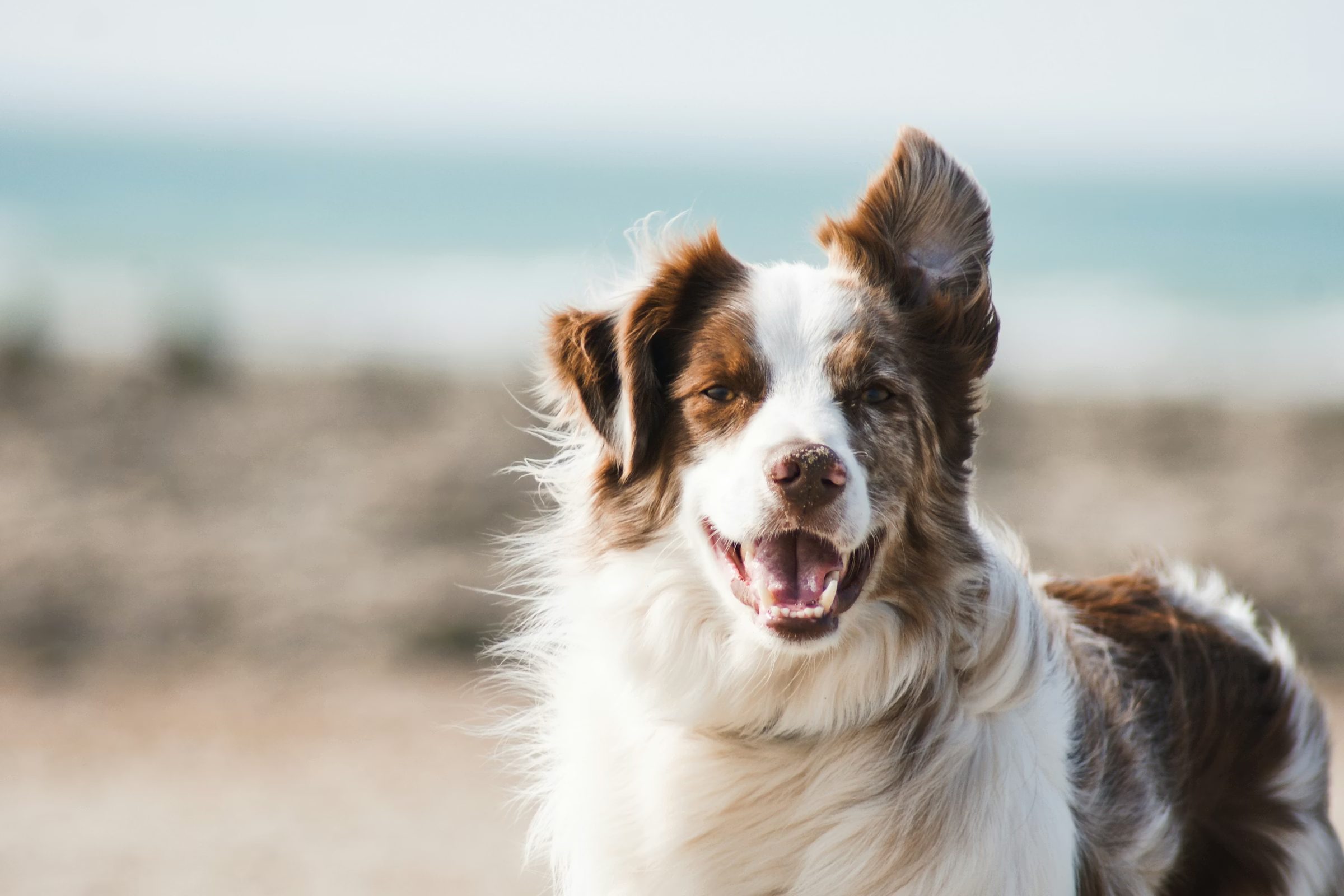 Hund aus Dobrota