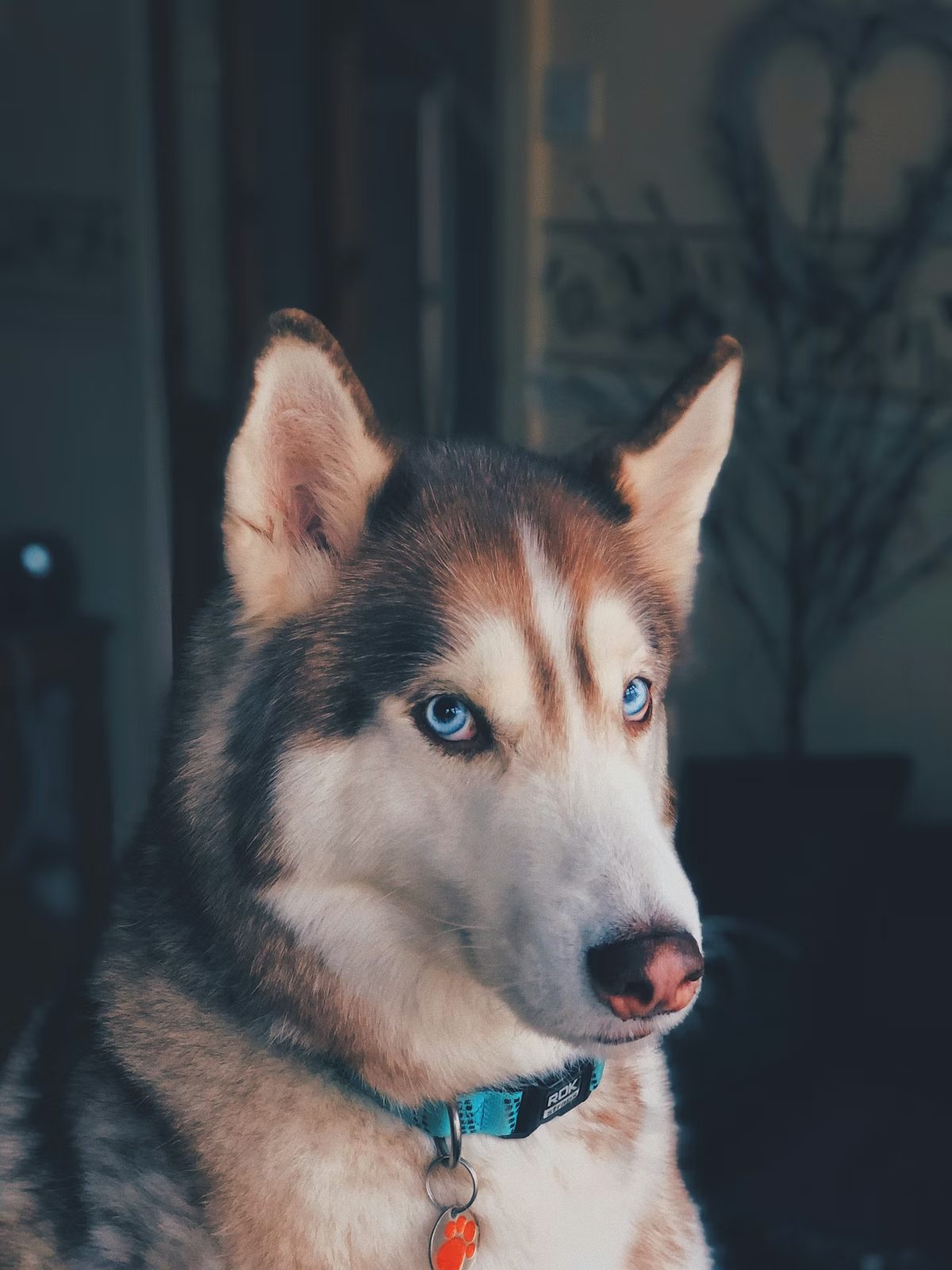 Tora
